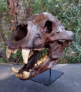 Bear: Short Faced Bear skull fossil cast replica Updated 2023