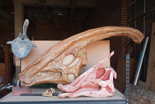 Parasaurolophus skull cast replica