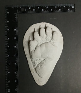 Bear: Footprint Juvenile Black Bear Footprint Cast Replica