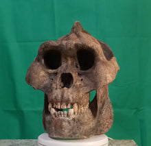 画像をギャラリービューアに読み込む, Custom painted: Gigantopithecus skull #2 Gigantopithecus blacki Reconstruction