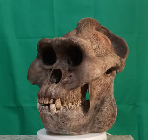 Custom painted: Gigantopithecus skull #2 Gigantopithecus blacki Reconstruction