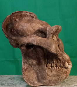 Custom painted: Gigantopithecus skull #2 Gigantopithecus blacki Reconstruction