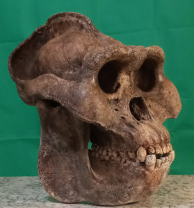 Custom painted: Gigantopithecus skull #2 Gigantopithecus blacki Reconstruction