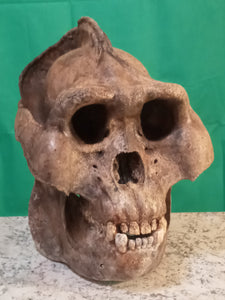 Custom painted: Gigantopithecus skull #2 Gigantopithecus blacki Reconstruction