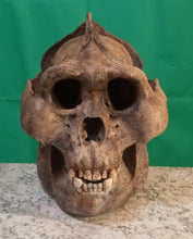 画像をギャラリービューアに読み込む, Custom painted: Gigantopithecus skull #2 Gigantopithecus blacki Reconstruction