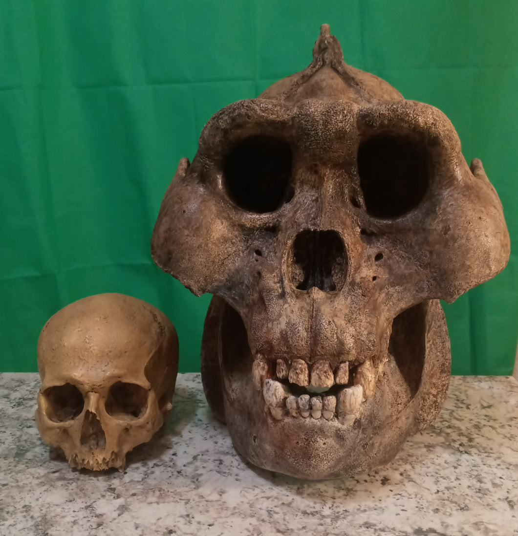 Custom painted: Gigantopithecus skull #2 Gigantopithecus blacki Reconstruction