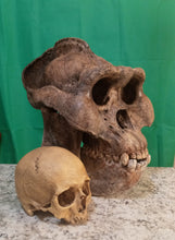 画像をギャラリービューアに読み込む, Custom painted: Gigantopithecus skull #2 Gigantopithecus blacki Reconstruction