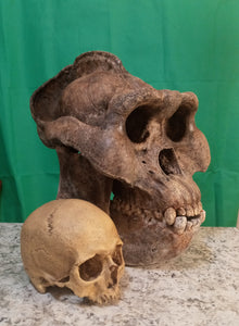 Custom painted: Gigantopithecus skull #2 Gigantopithecus blacki Reconstruction