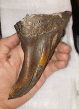 画像をギャラリービューアに読み込む, Woolly Mammoth Tooth Fossil. #7 Extinct Genuine. Pleistocene. Ice Age