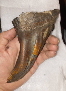 Woolly Mammoth Tooth Fossil. #7 Extinct Genuine. Pleistocene. Ice Age