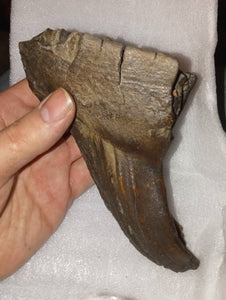 Woolly Mammoth Tooth Fossil. #7 Extinct Genuine. Pleistocene. Ice Age