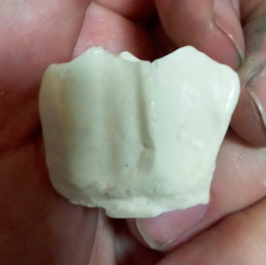 Brontotherium partial tooth cast