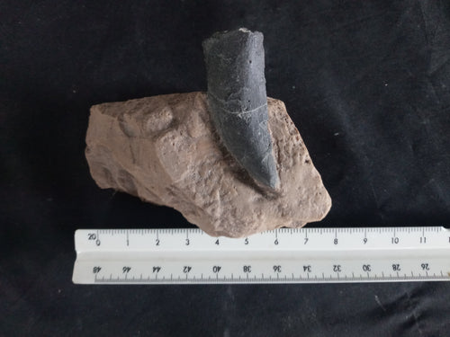 Tyrannosaurus Rex T.rex tooth cast replica T-rex