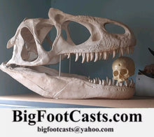 Laden Sie das Bild in den Galerie-Viewer, Allosaurus: Adult Allosaurus Skeleton cast replica