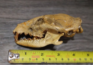 Hesperocyon gregarius skull cast replica (item #RF012)