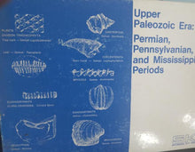 Load image into Gallery viewer, Upper Paleozoic. Permian Pennsylvanian and Mesozoic Periods Marine Fossil Cast Replicas