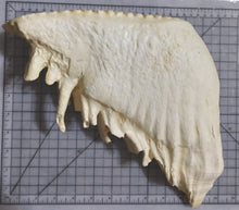 Load image into Gallery viewer, Elephant: Asian Elephant tooth cast replica