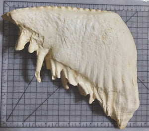 Elephant: Asian Elephant tooth cast replica