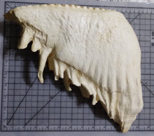 Load image into Gallery viewer, Elephant: Asian Elephant tooth cast replica