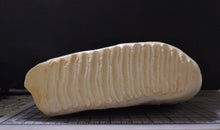 Load image into Gallery viewer, Elephant: Asian Elephant tooth cast replica