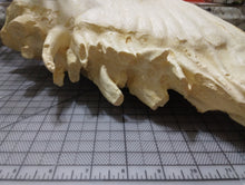 Load image into Gallery viewer, Elephant: Asian Elephant tooth cast replica