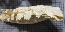 Load image into Gallery viewer, Elephant: Asian Elephant tooth cast replica