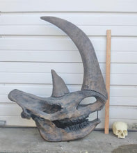 Load image into Gallery viewer, Woolly Rhino skull cast replica 3