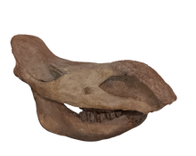 Load image into Gallery viewer, Woolly Rhino skull cast replica 1 TMF (TPI)