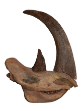 Load image into Gallery viewer, Woolly Rhino skull cast replica 1 TMF (TPI)