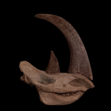 Load image into Gallery viewer, Woolly Rhino skull cast replica 1 TMF (TPI)