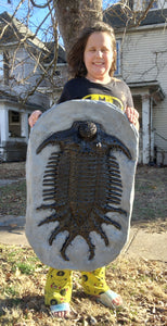 Terataspis grandis (Giant Trilobite) Cast Replica