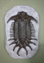 Load image into Gallery viewer, Terataspis grandis (Giant Trilobite) Cast Replica