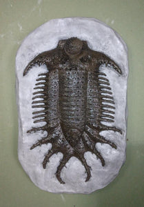 Terataspis grandis (Giant Trilobite) Cast Replica