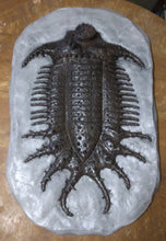 Load image into Gallery viewer, Terataspis grandis (Giant Trilobite) Cast Replica