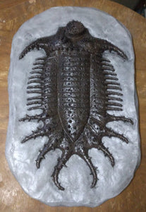 Terataspis grandis (Giant Trilobite) Cast Replica