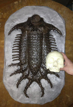 Load image into Gallery viewer, Terataspis grandis (Giant Trilobite) Cast Replica