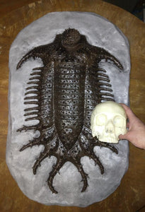 Terataspis grandis (Giant Trilobite) Cast Replica