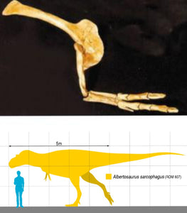 Albertosaurus arm and hand-cast replica reproduction.