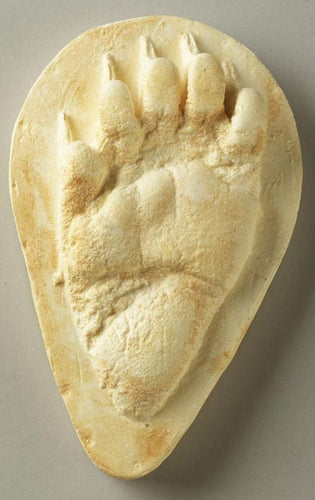 Bear: Footprint Black Bear Juvenile track Footprint Cast Replica Footprint Track