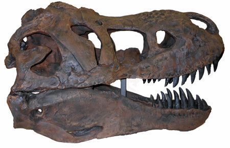 Tinker the T.rex skull cast replica