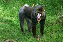 Baboon: Mandrill Baboon (Male) Death Cast Replica Life cast