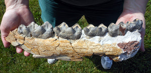 Brontotherium Jaw Titanothere Brontotherium Megacerops Fossilized Teeth, Fossil Teeth Brontotheriidae