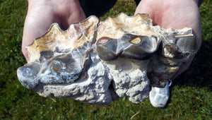 Titanothere Teeth and Jaw Brontotherium cast