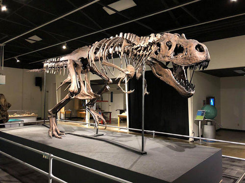 Tinker the T.rex skeleton cast replica T-rex Tinker Juvenile Trex