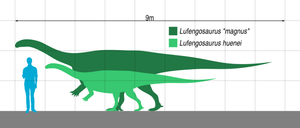 Lufengosaurus skeleton cast replica dinosaur for sale or rent