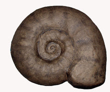 Load image into Gallery viewer, Ammonite:  Largest Ammonite cast available anywhere