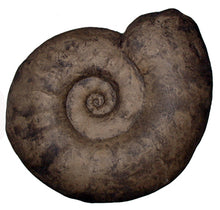 Load image into Gallery viewer, Ammonite:  Largest Ammonite cast available anywhere