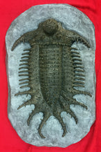 Load image into Gallery viewer, Terataspis grandis (Giant Trilobite) Cast Replica