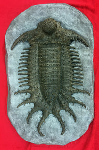 Terataspis grandis (Giant Trilobite) Cast Replica