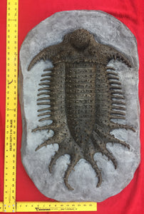 Terataspis grandis (Giant Trilobite) Cast Replica